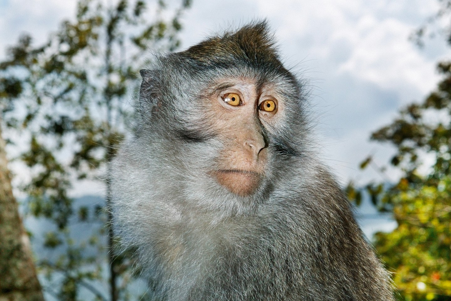 Big Pharma&#039;s favorite lab monkey, the long-tailed macaque.